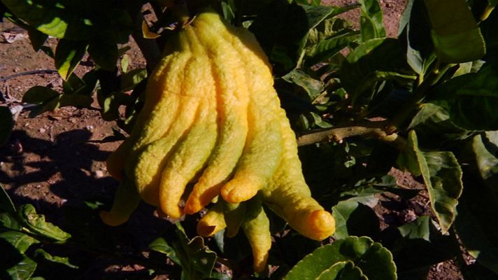 Aquí la Tierra - Limones que dan caviar