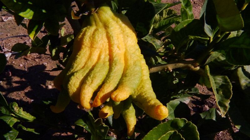 Limones que dan caviar