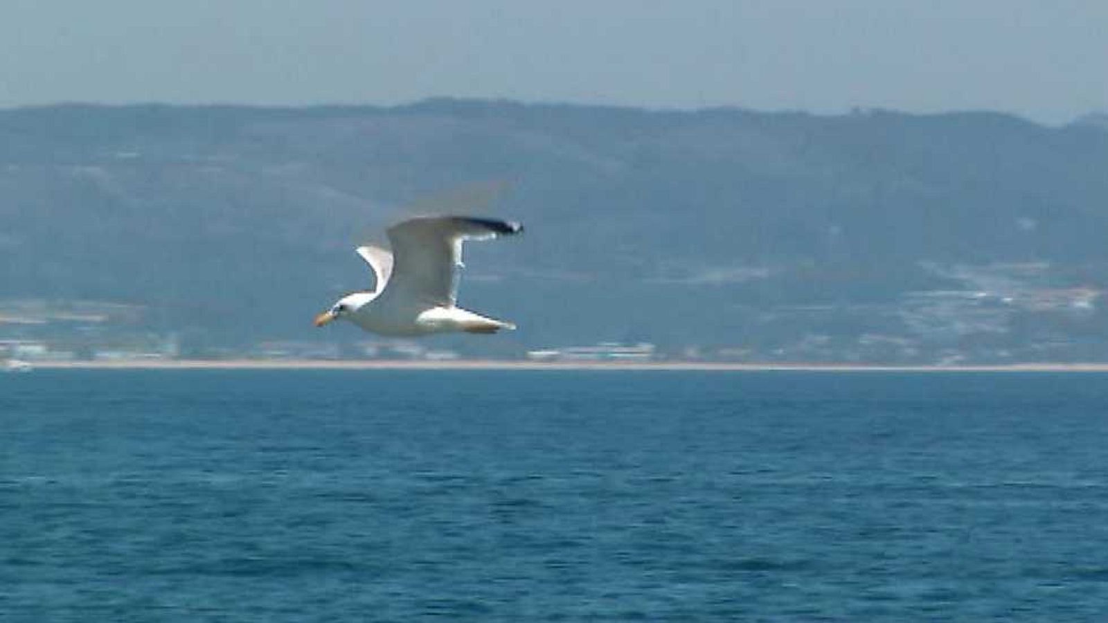El escarabajo verde - Almas viajeras - ver ahora