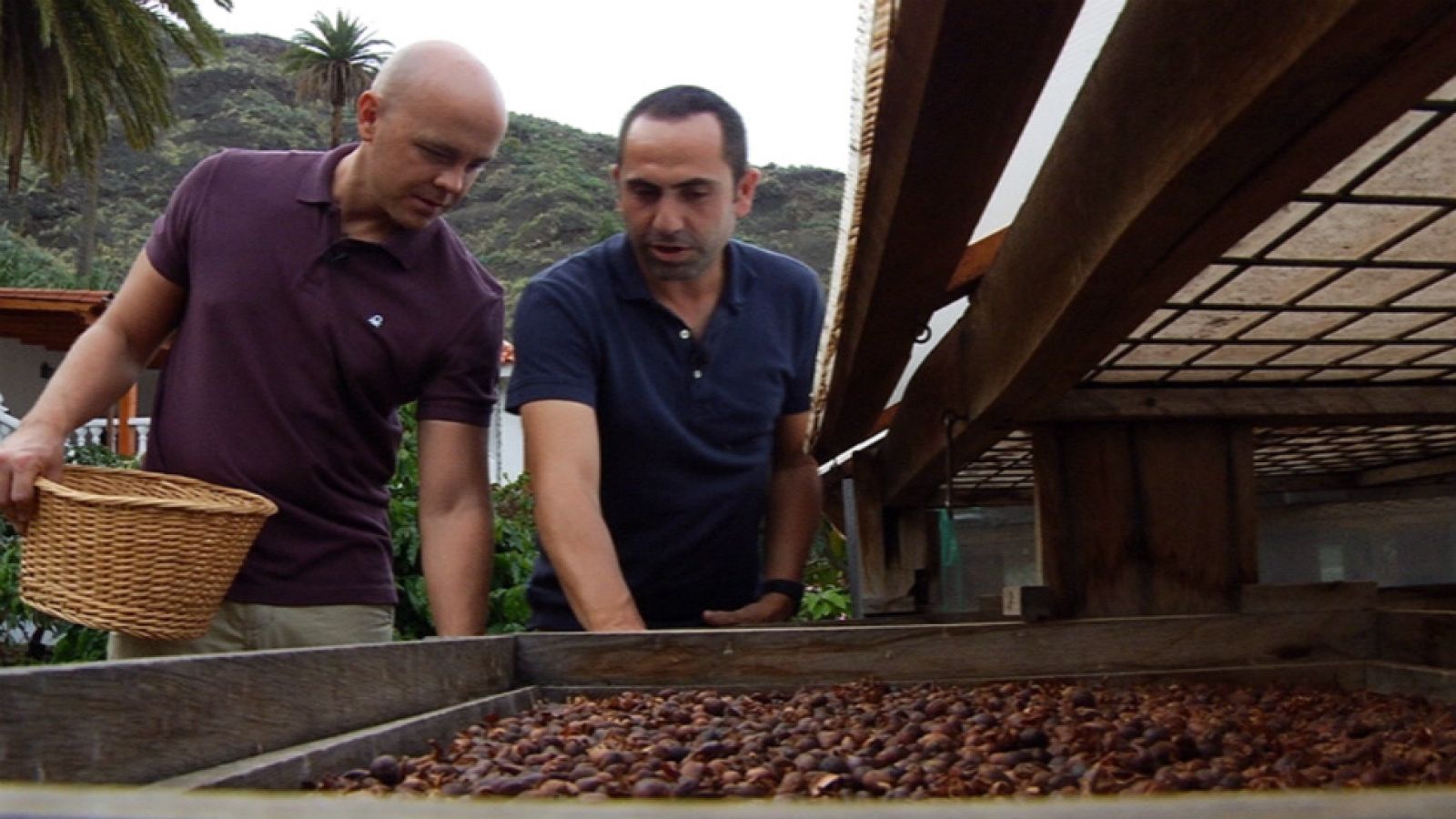 Café canario, el único en Europa