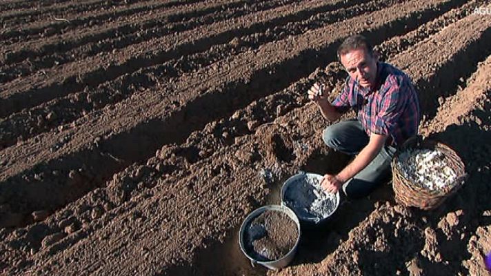 Aquí la Tierra - Cultivamos ajos
