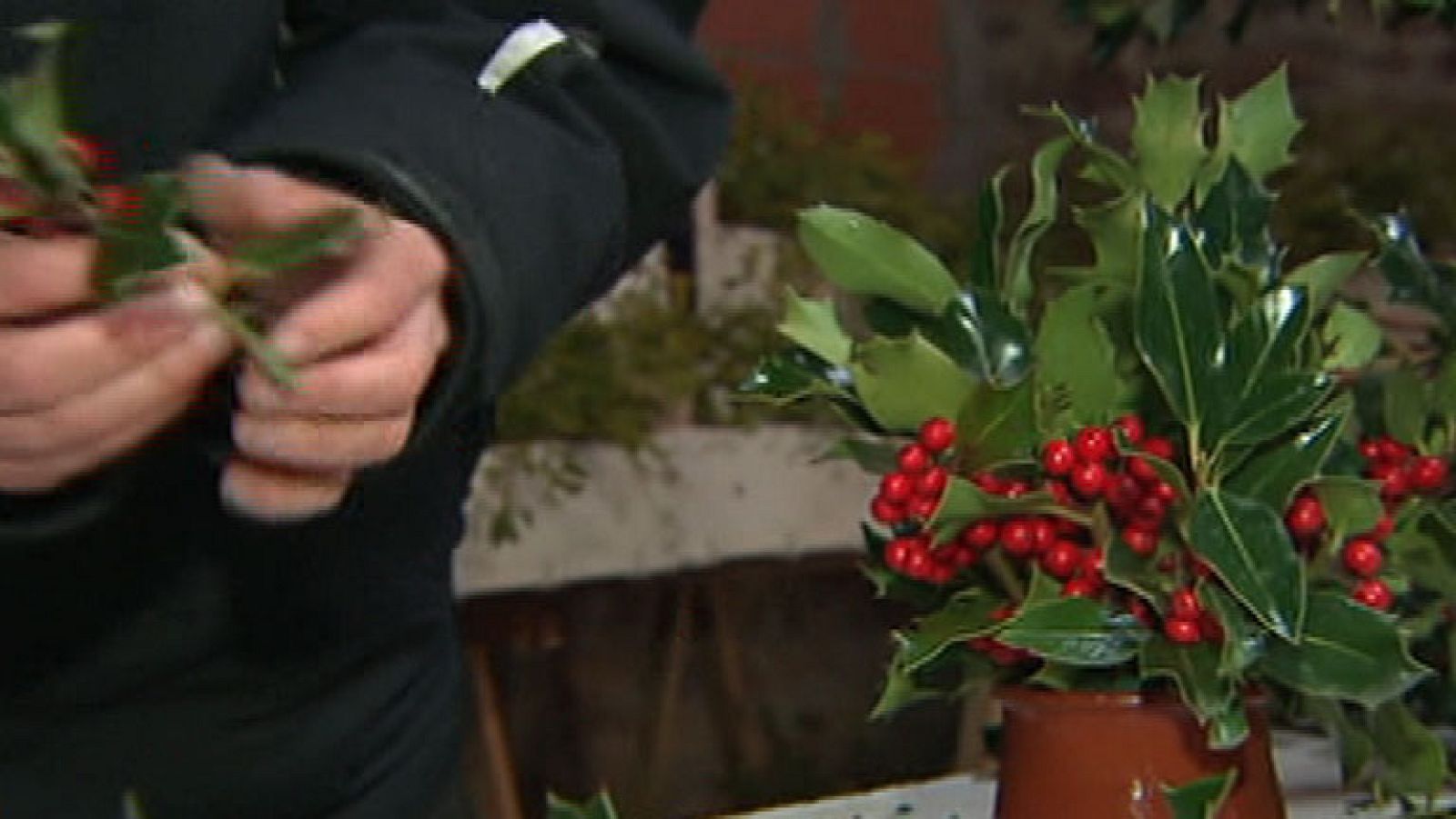 El acebo, un símbolo de la Navidad