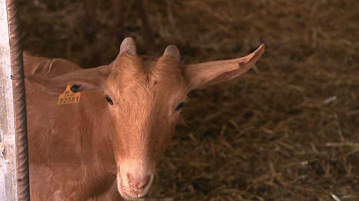 El escarabajo verde - El último oasis