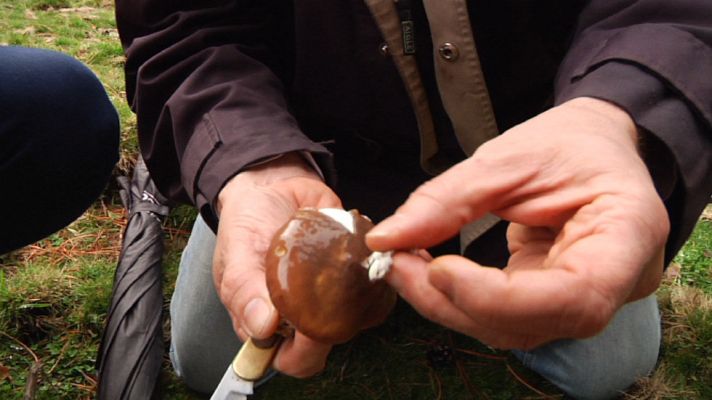 Aquí la Tierra - Setas: Más consejos para principiantes