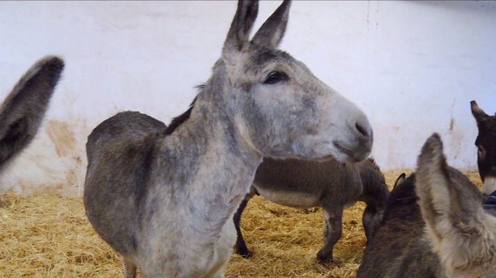 Aquí la Tierra - Burro, sinónimo de inteligencia