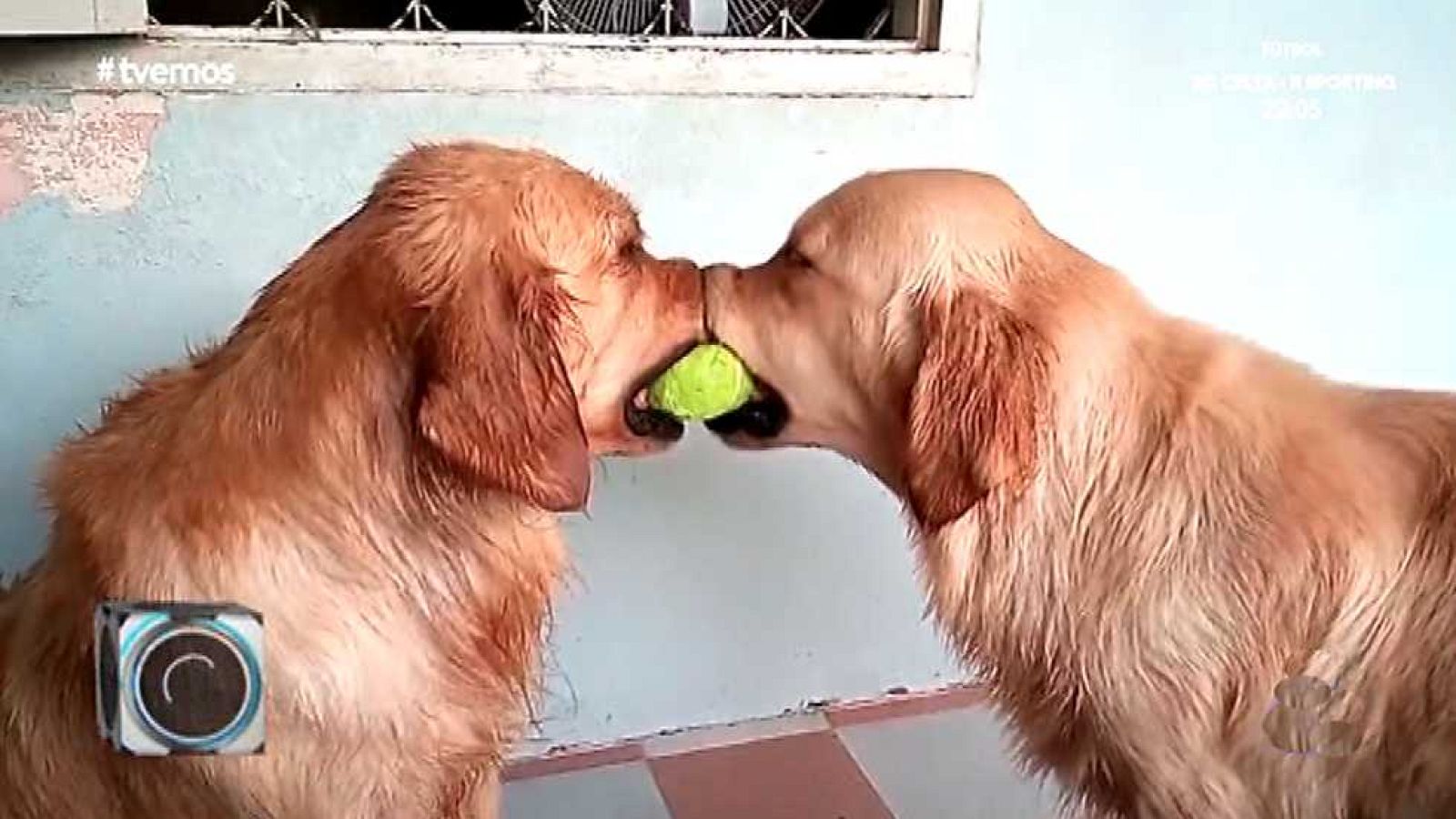 TVEmos  - 28/11/15 (2) - ver ahora