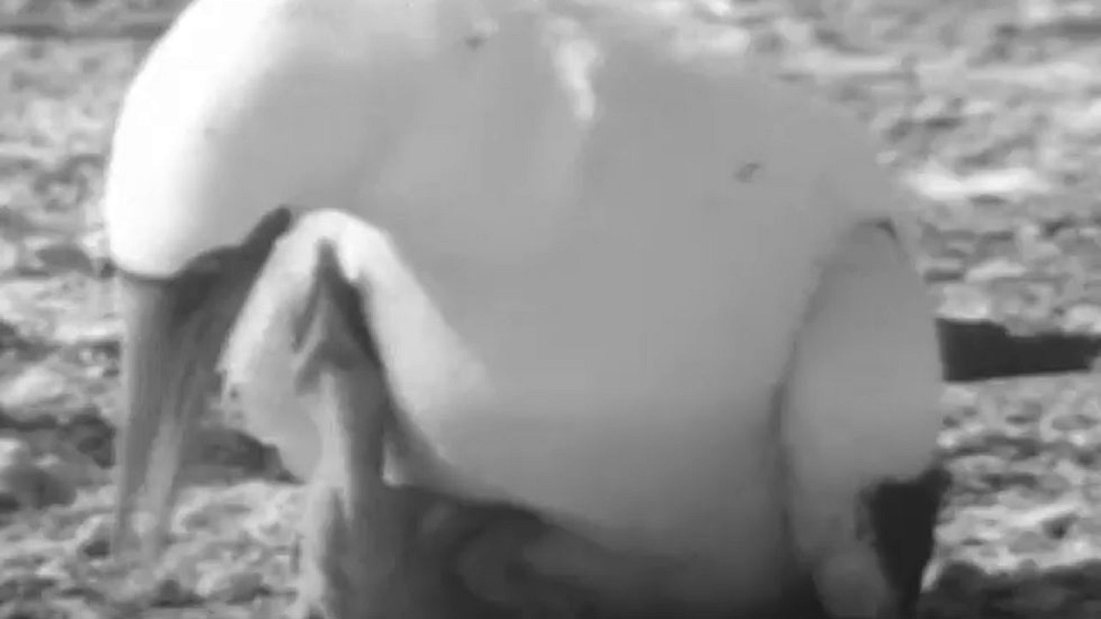 Vida salvaje - La feria de las golondrinas