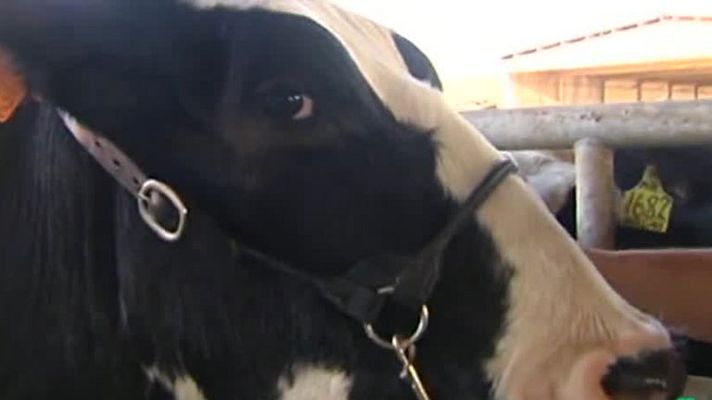 España Directo - Anni, la mejor vaca de España