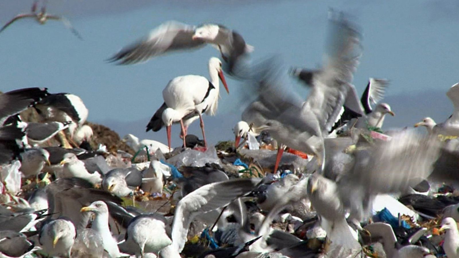 Comando Actualidad - Las siete plagas - La cigüeña blanca