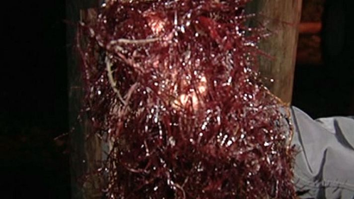 España Directo - La caloca, un alga muy cotizada