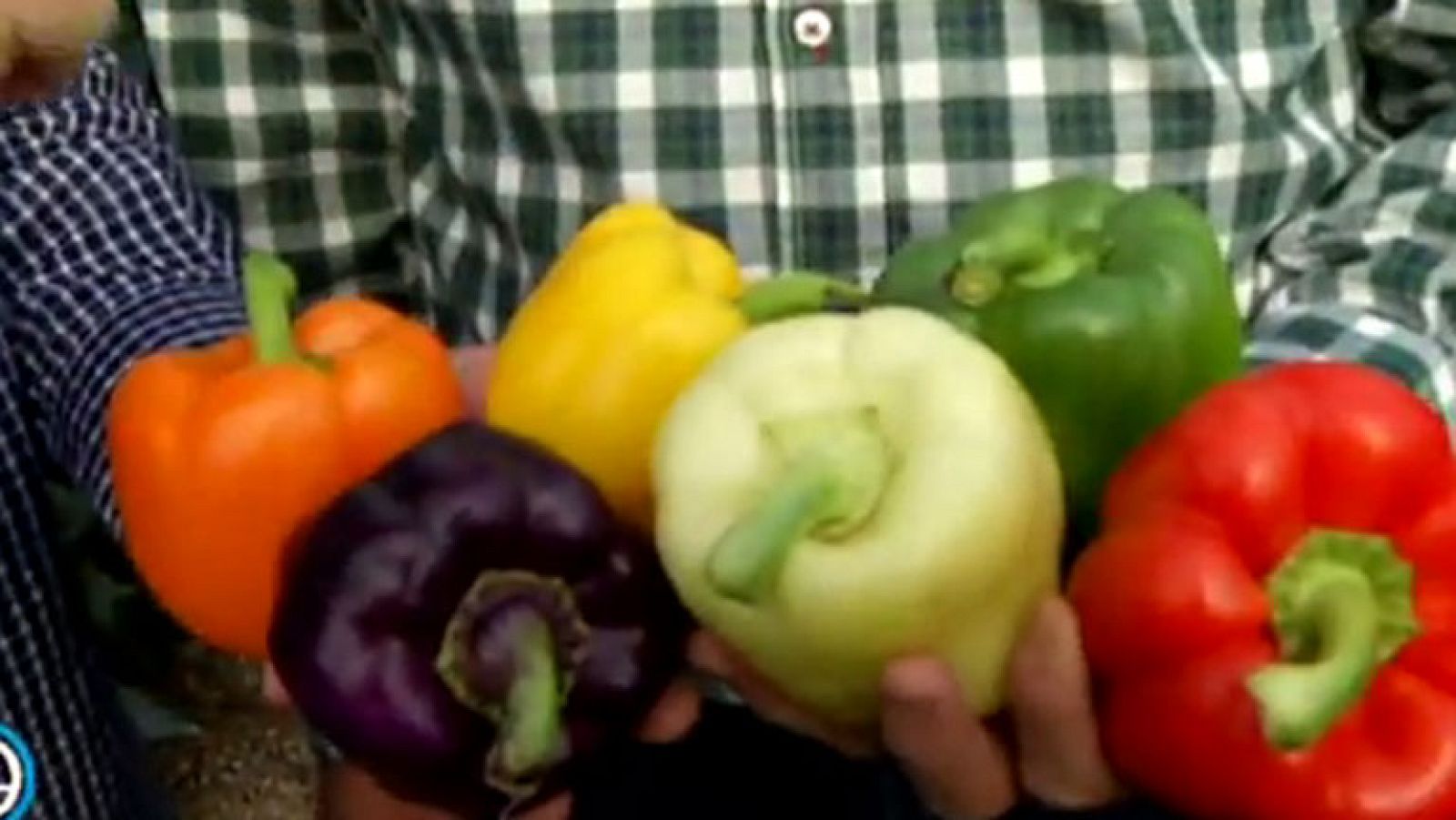 Pimientos de El Ejido: variedades para todos los gustos