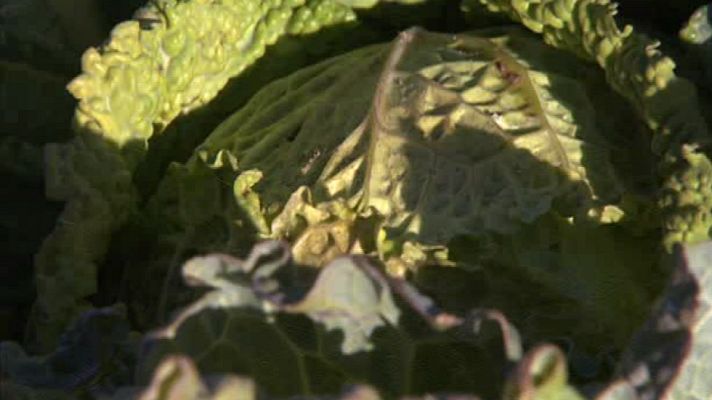 Aquí la Tierra - Verduras de invierno