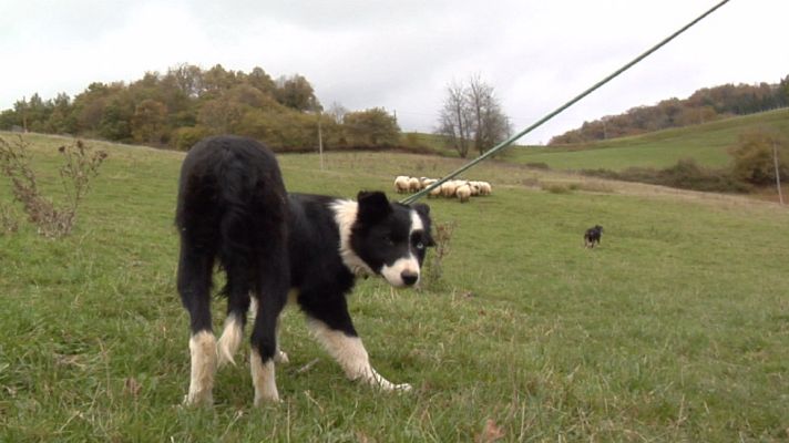 Aquí la Tierra - ¿Cómo se enseña a un perro pastor?
