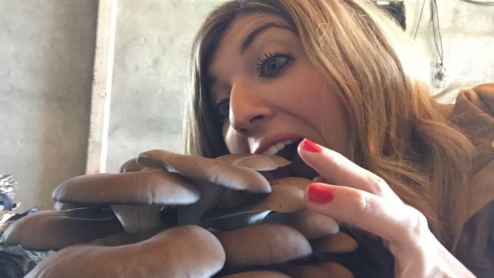 ¿Setas de campo o de cultivo?