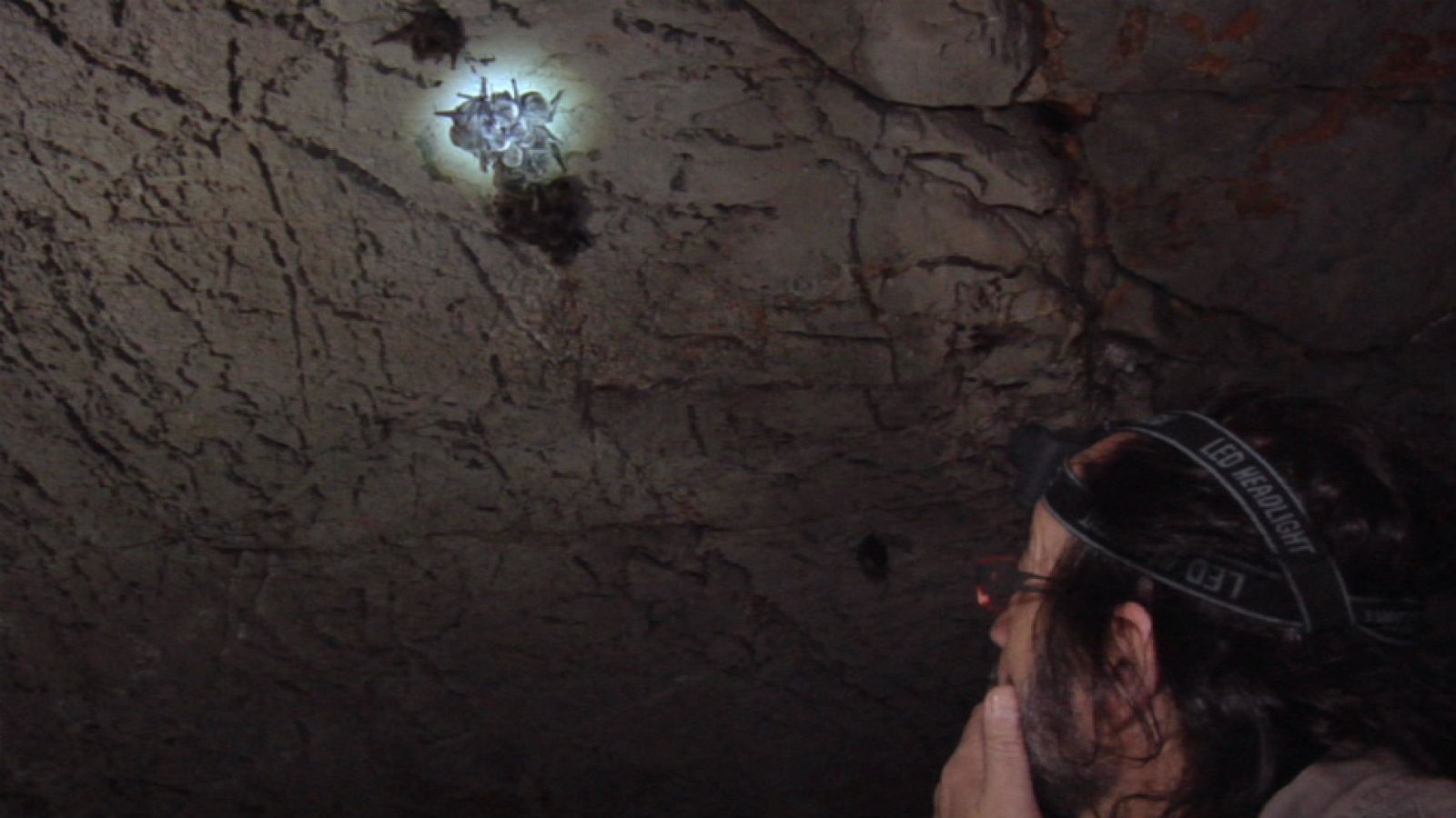 Luismi y los murciélagos