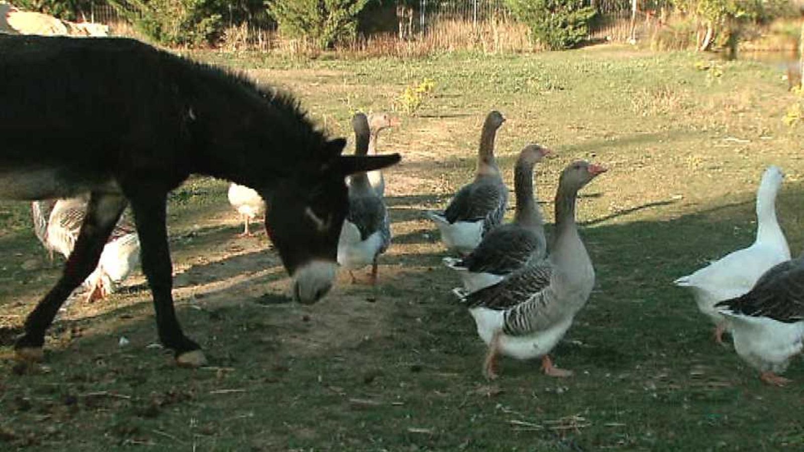 El escarabajo verde - Mujeres en campo contrario - Ver ahora