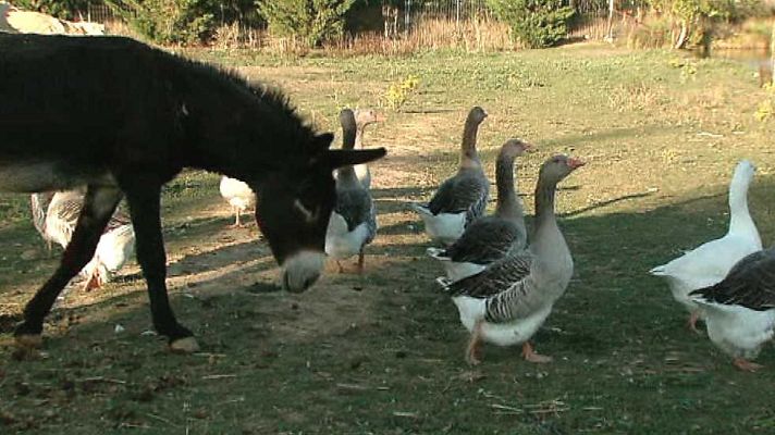 El escarabajo verde - Mujeres en campo contrario