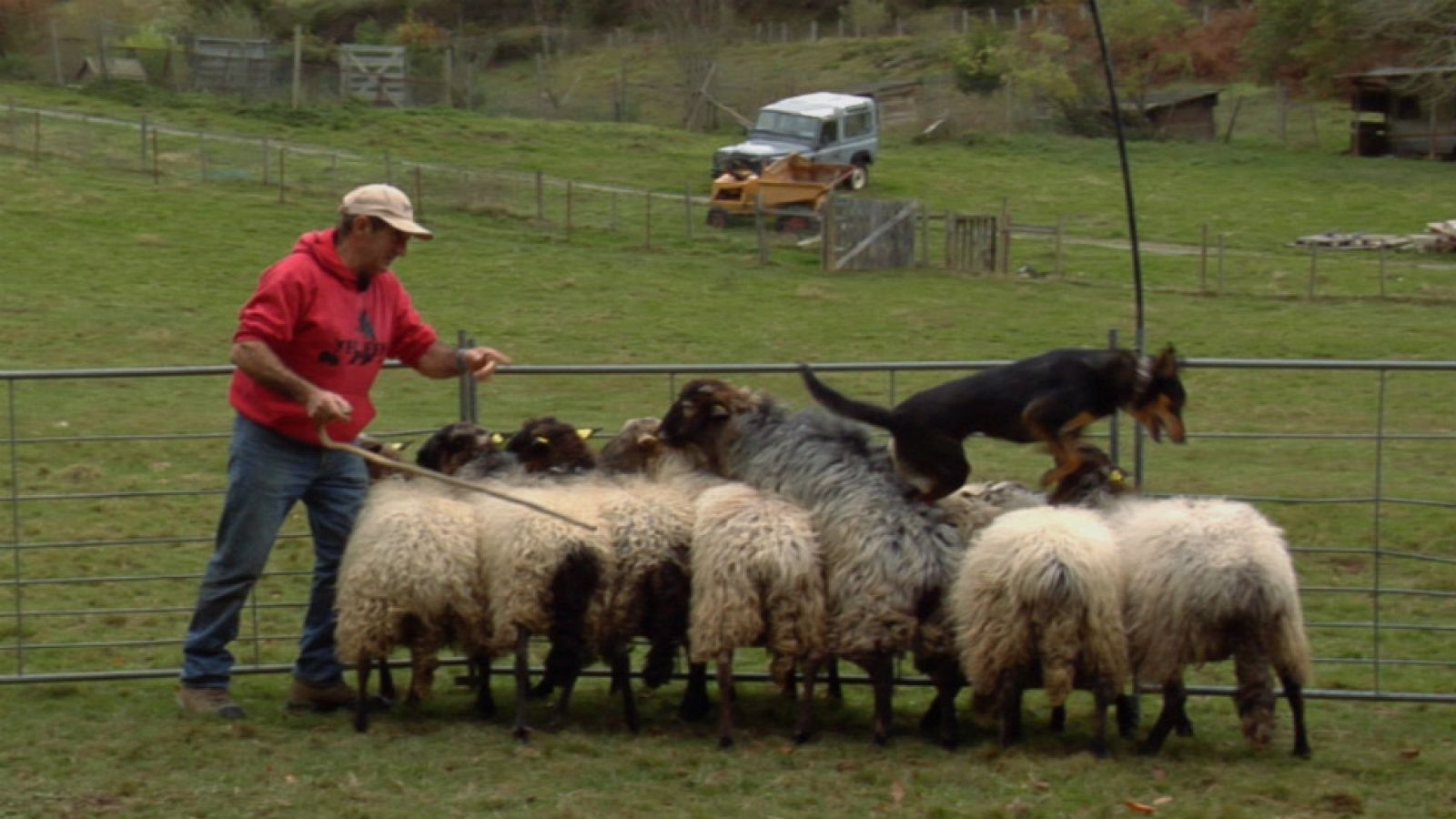 Perros pastores, amigos fieles