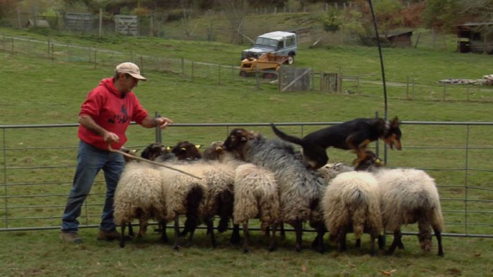 Aquí la Tierra - Perros pastores, amigos fieles