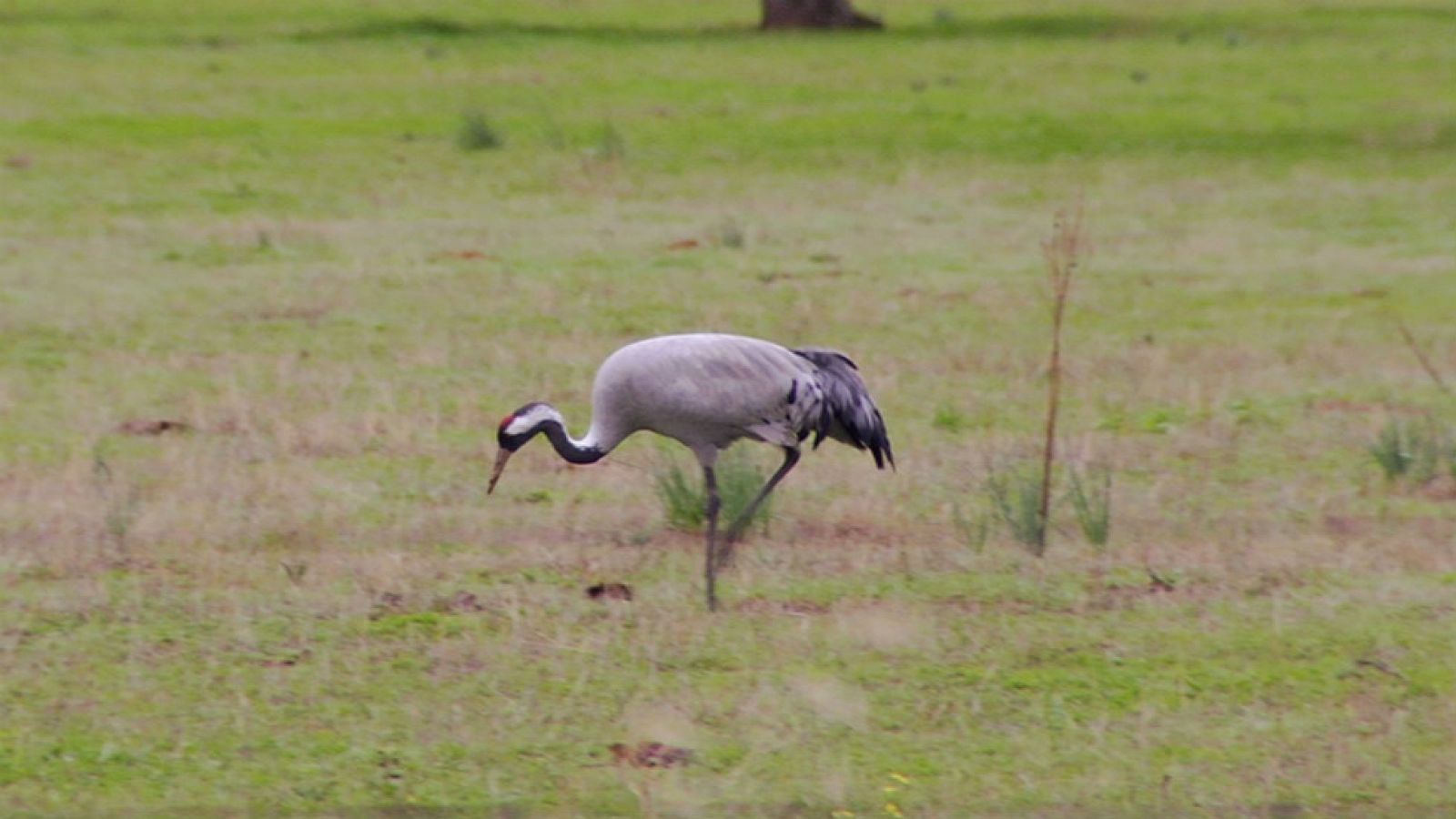 Las grullas belloteras