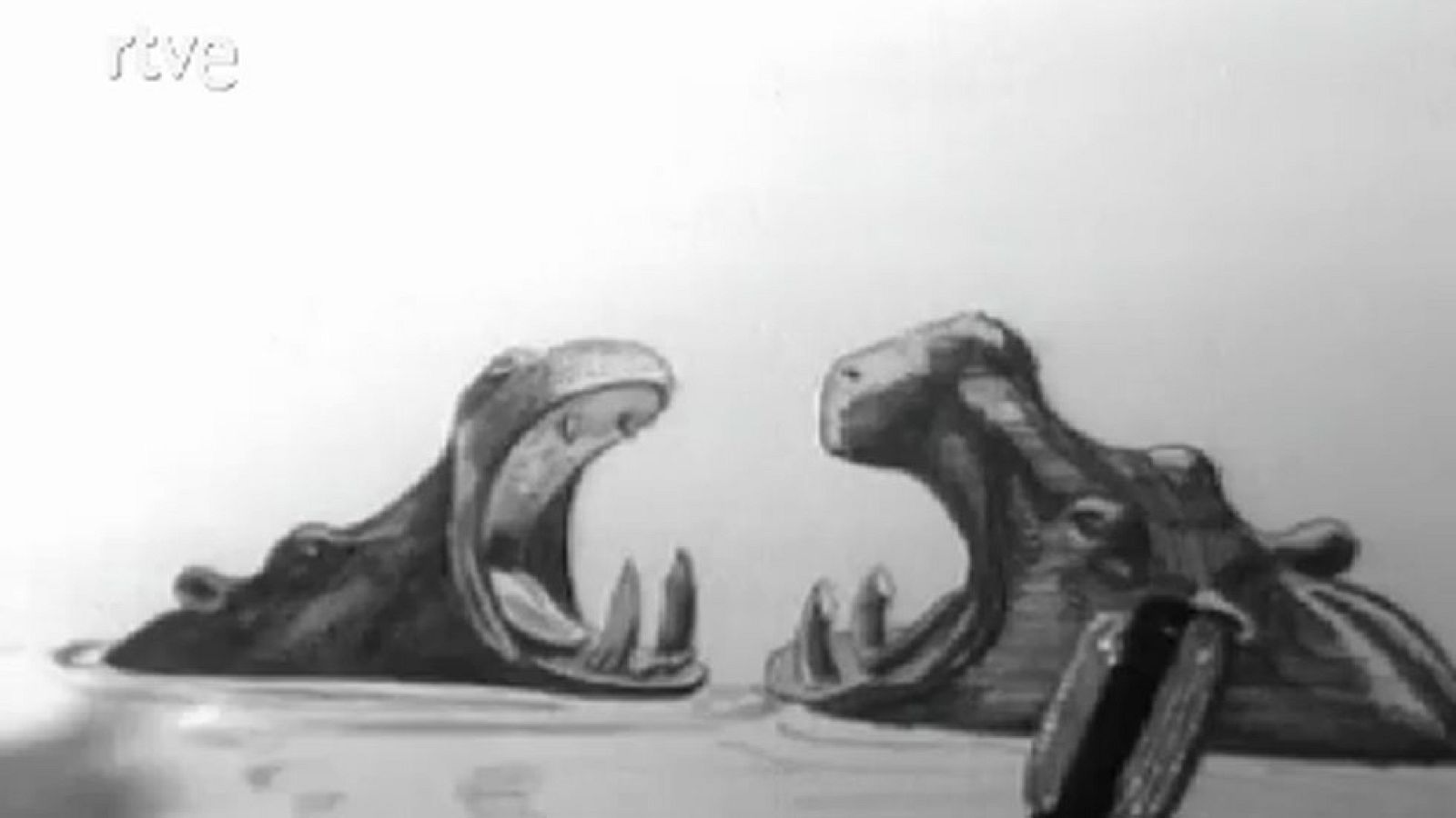 Vida salvaje - Hay demasiados hipopótamos