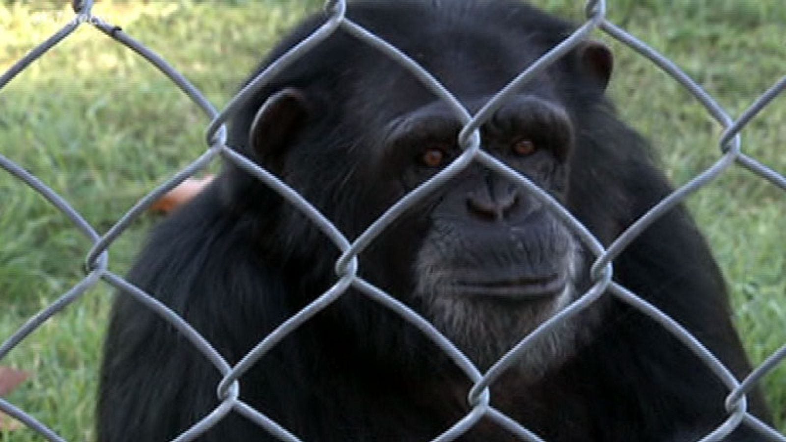 El refugio para primates