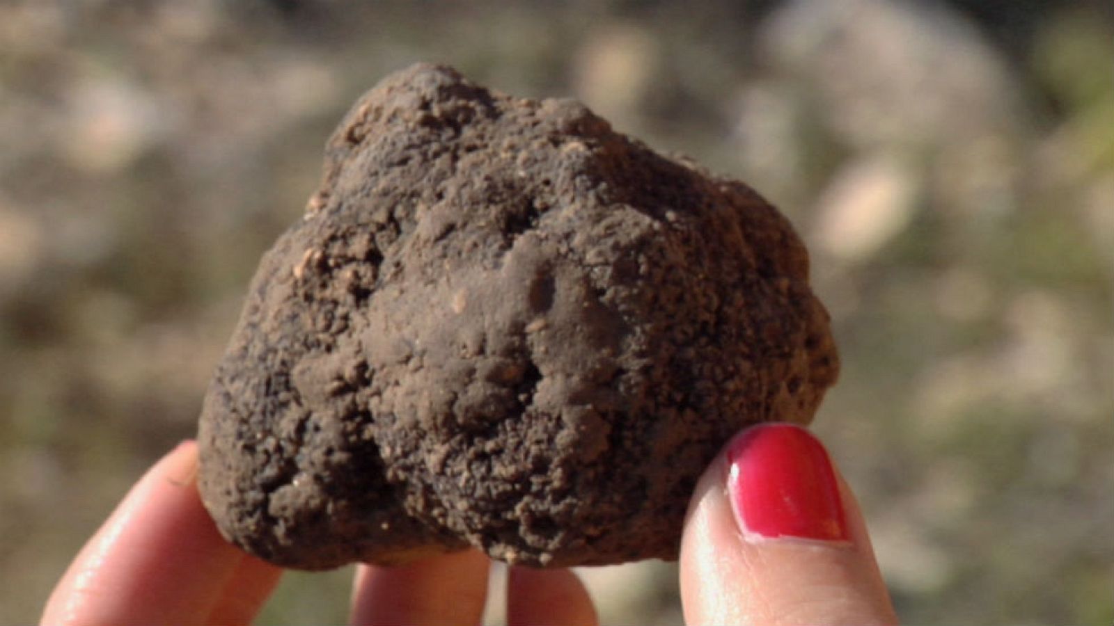 Manolito, perro trufero