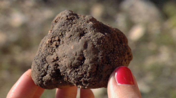 Aquí la Tierra - Manolito, perro trufero