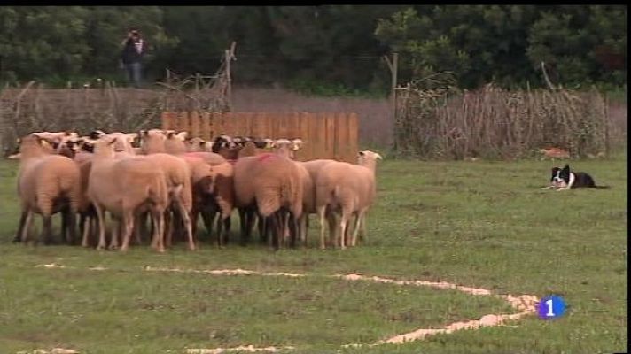 Informatiu Balear - Concurs de cans de pastor a Felanitx.