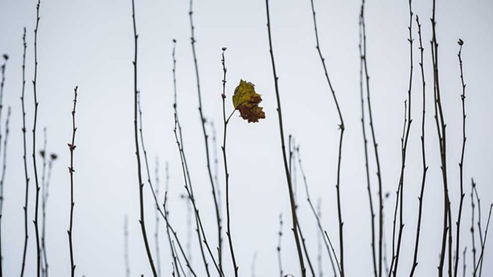 El Tiempo en la Comunidad de Madrid - 08/12/15