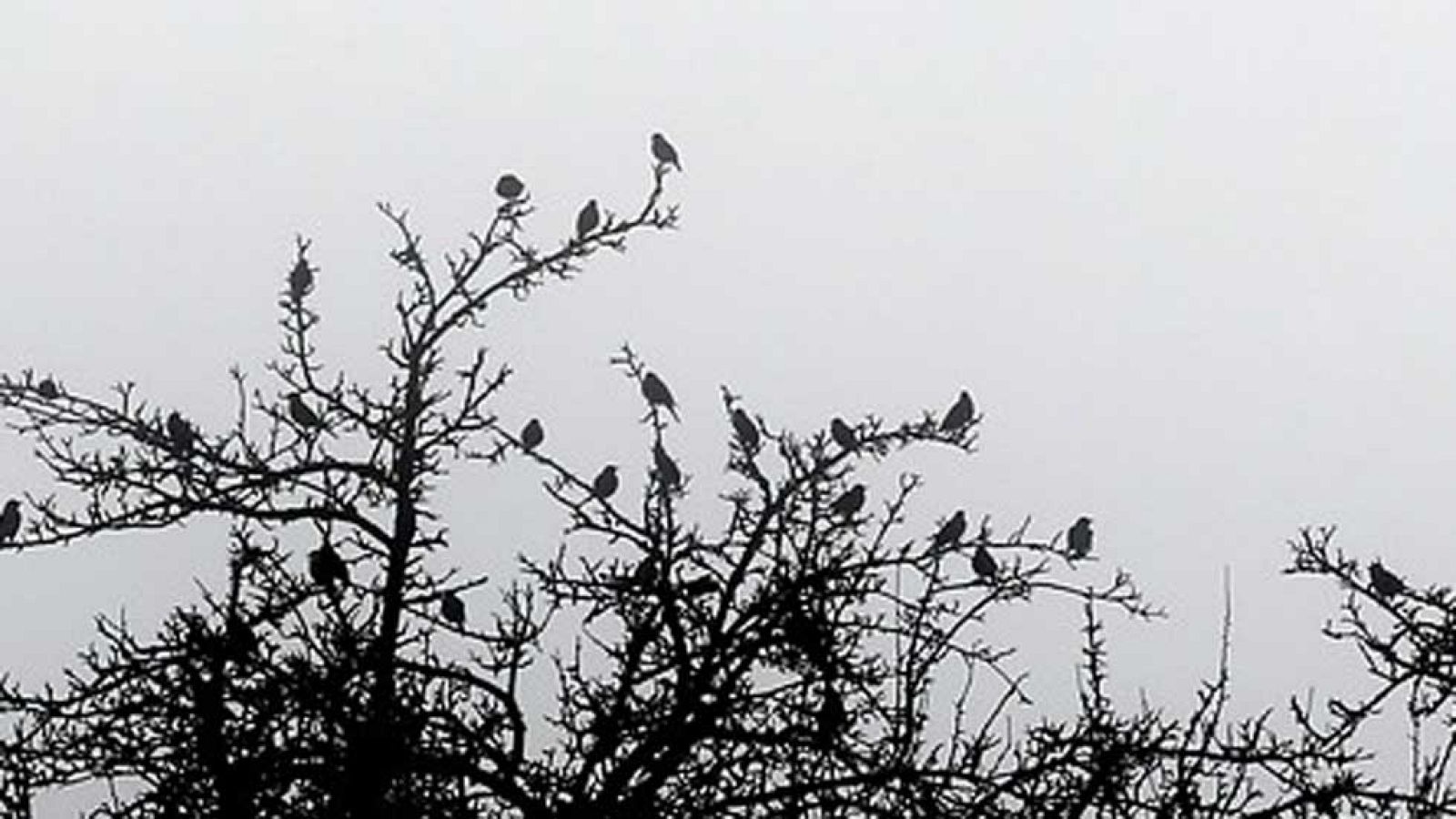 El Tiempo en la Comunidad de Madrid - 09/12/15