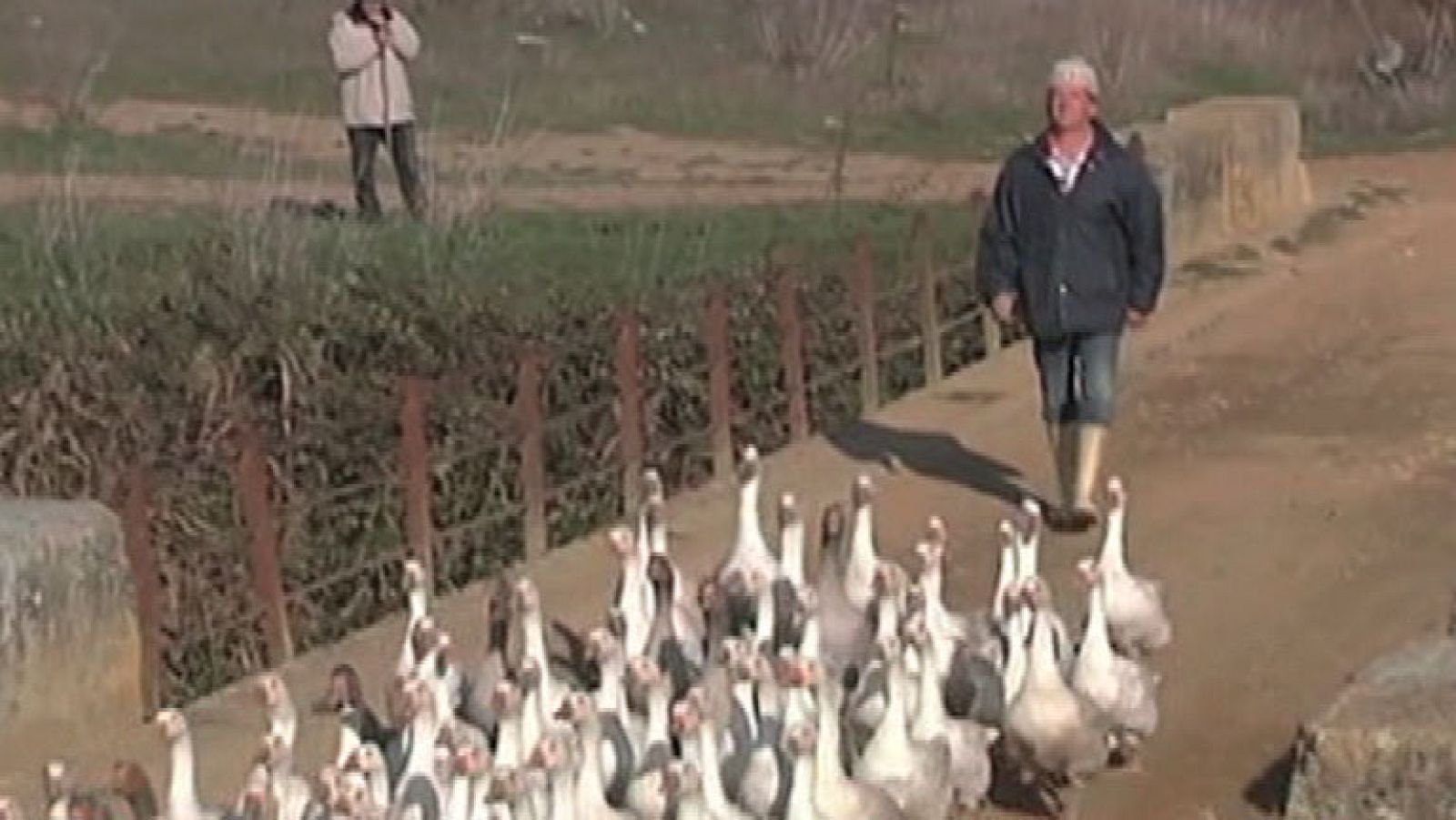 Miguelín y las ocas palentinas