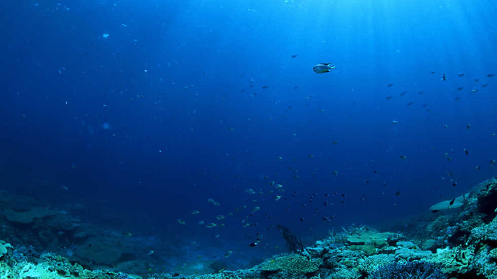 Documenta2 - Océano ácido - Ver ahora