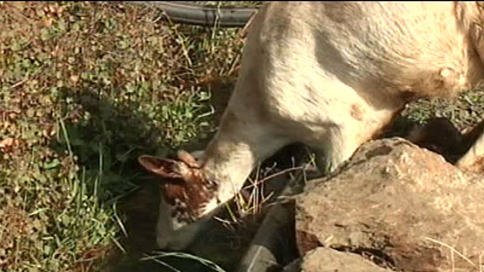 Los pastores, un oficio en peligro de extinción