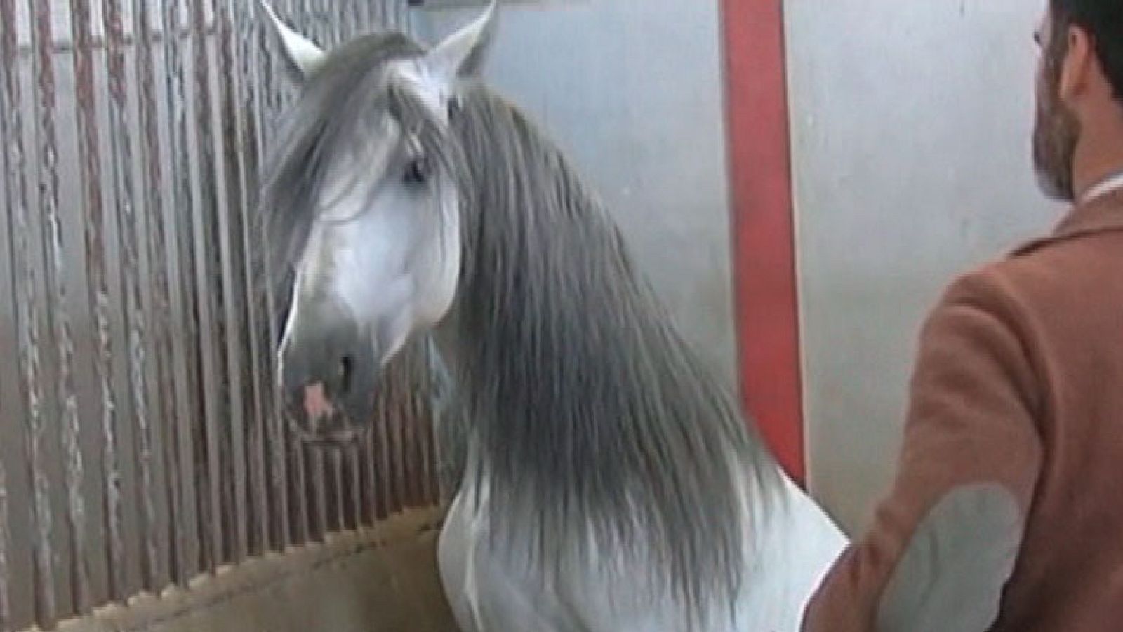 Ajai, el caballo que se cree toro