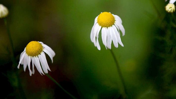 El tiempo - Las temperaturas máximas superarán los 20ºC en el sur peninsular