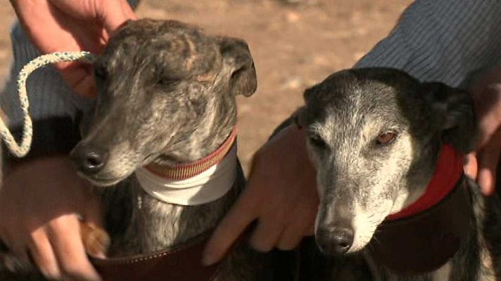 Jara y sedal - Tradición galguera