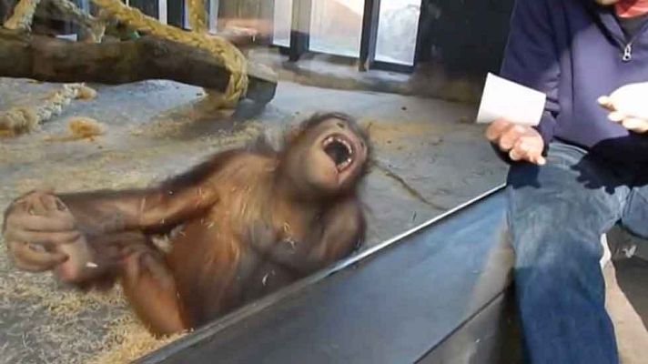 Telediario 1 - La carcajada de un orangután del zoo de Barcelona da la vuelta al mundo