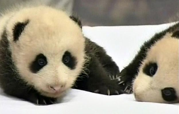  - Unos gemelos muy peludos