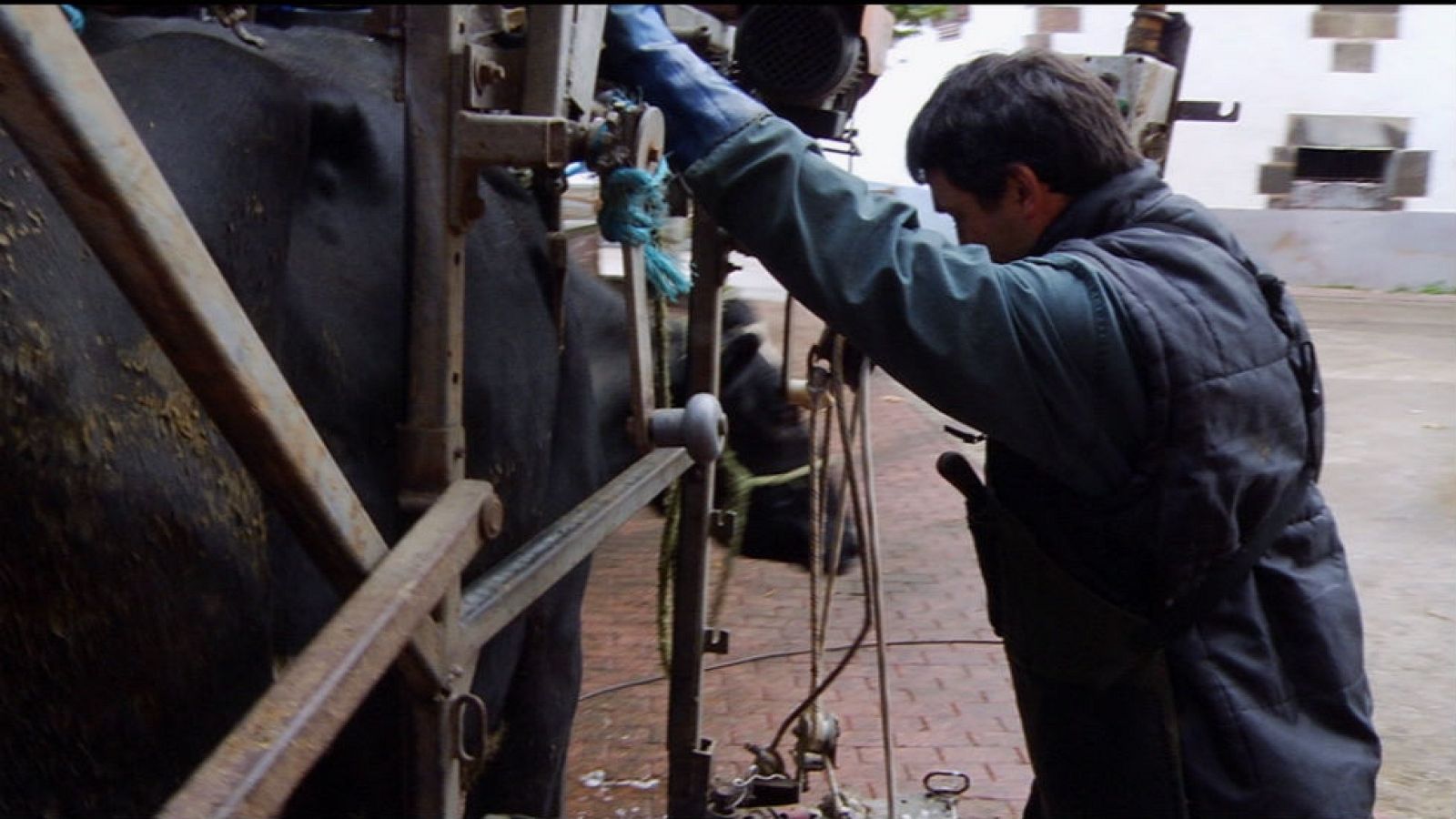SOS: veterinario de guardia