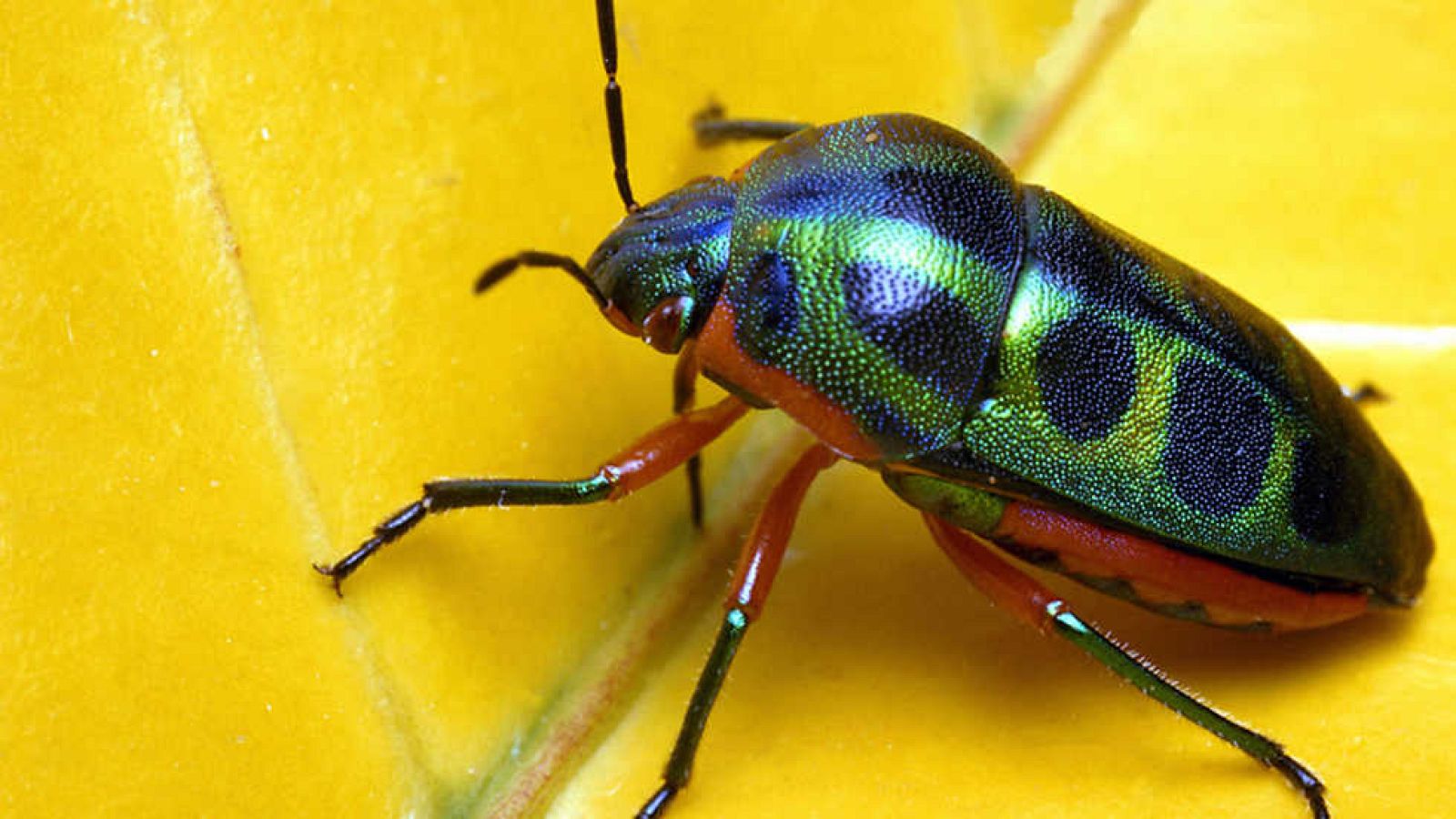 Grandes documentales - Grandes bichos - Ver ahora