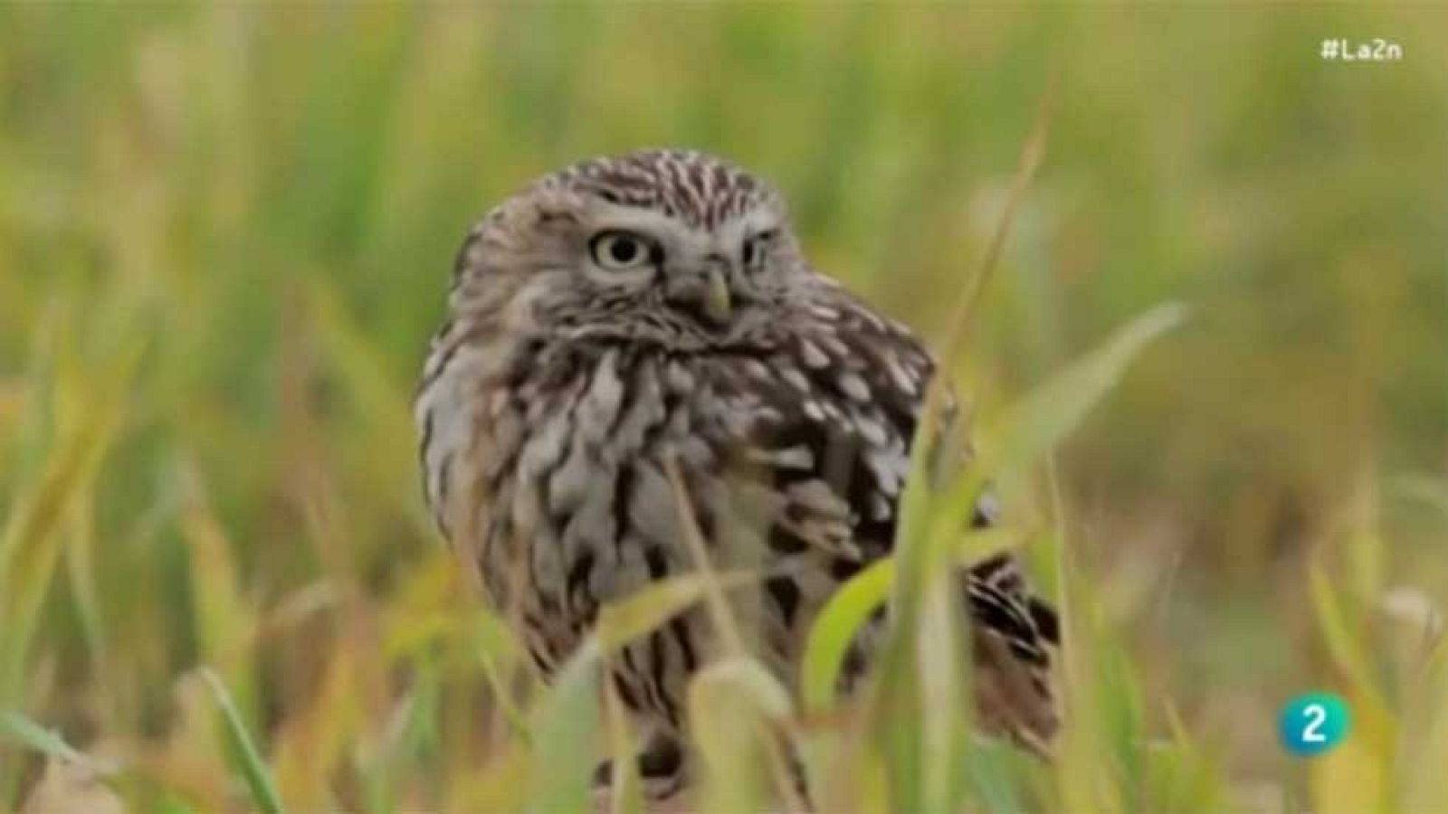 La 2 Noticias - El pájaro del año se elige el 20D