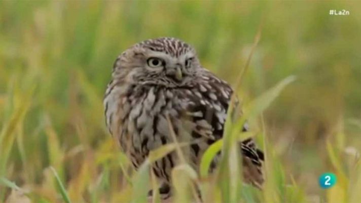 La 2 Noticias - La 2 Noticias - El pájaro del año se elige el 20D