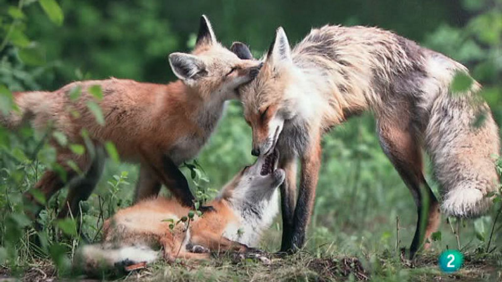 La Aventura del Saber. Exposición Wildlife Photographer of the Year