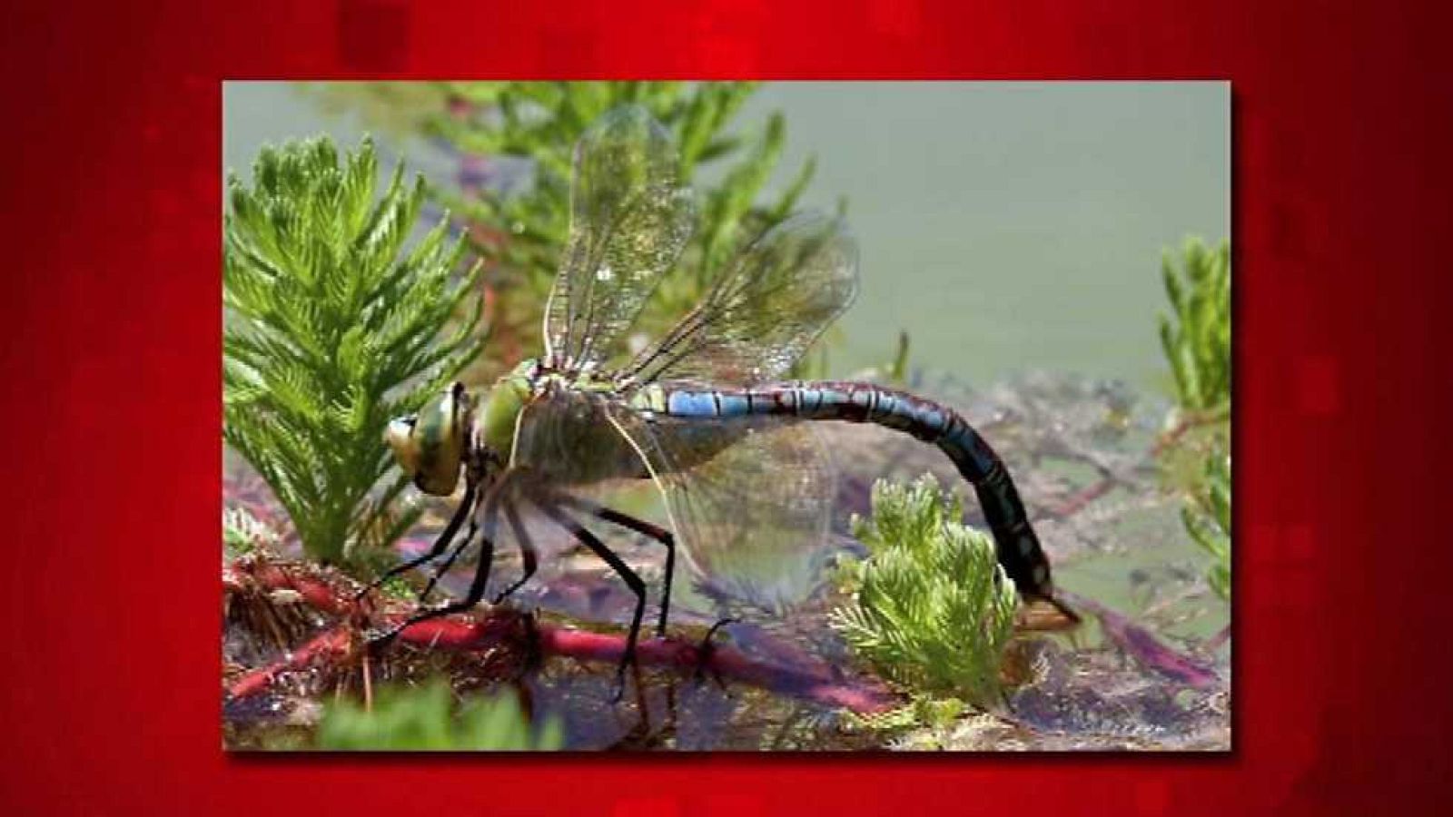 Saber y ganar - 17/12/15 - Ver ahora