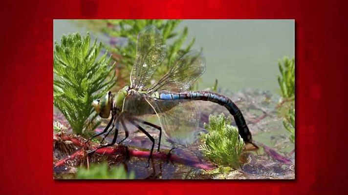 Saber y ganar - Saber y ganar - 17/12/15