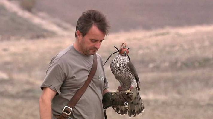 Jara y sedal - Campeonato de España de Cetrería, Osuna 2015