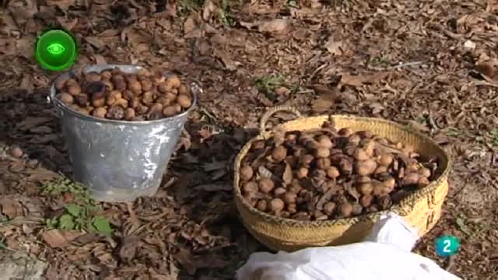 Agrosfera - En primer plano - Nueces