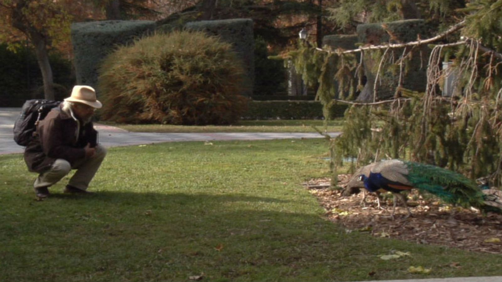 Juan Plantas y el jarabe de abeto