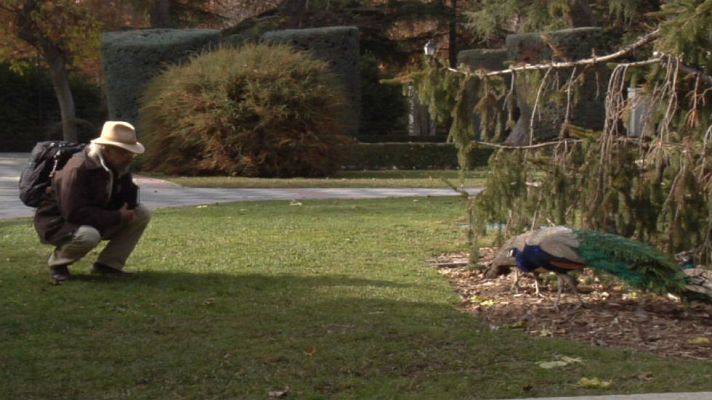 Aquí la Tierra - Juan Plantas y el jarabe de abeto